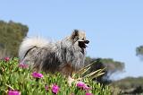 SPITZ ALLEMAND 111